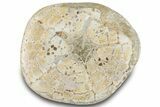 Polished Miocene Fossil Echinoid (Clypeaster) - Morocco #294058-2